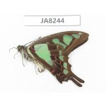 Graphium cloanthus ssp. China, Sichuan, Ganzi, Yajiang county. 1M. JA8244.