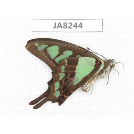 Graphium cloanthus ssp. China, Sichuan, Ganzi, Yajiang county. 1M. JA8244.