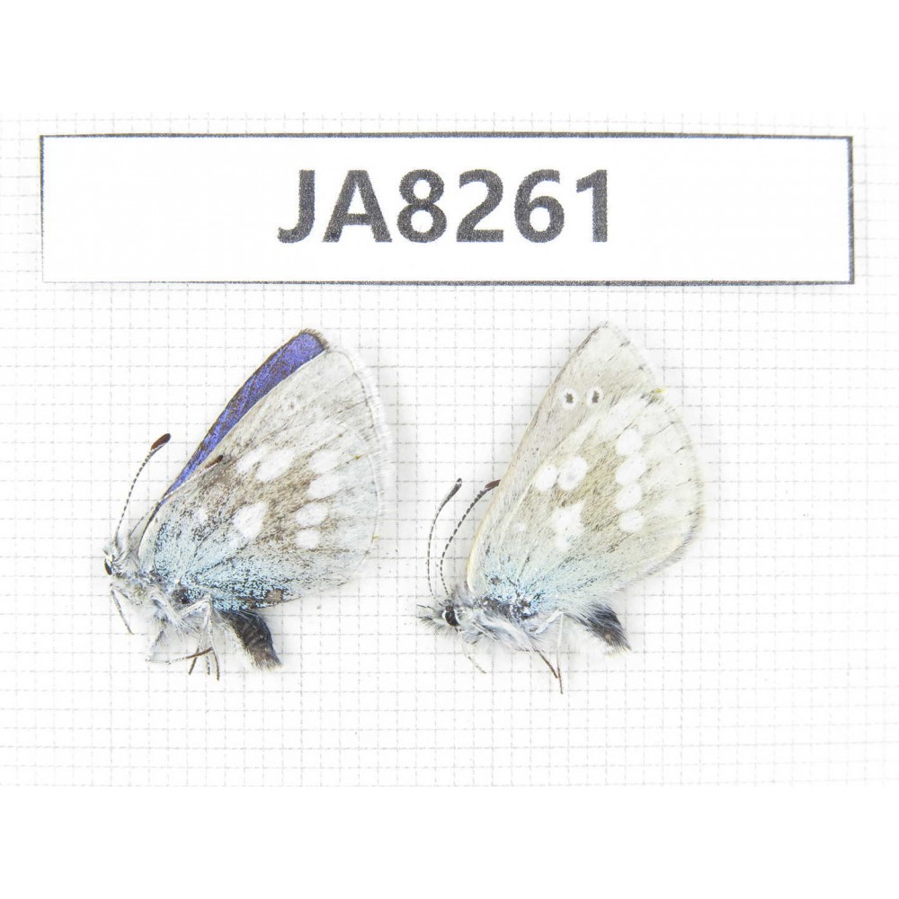 Albulina orbitula. China, Sichuan, Ganzi, Litang county, Mt.Haizishan. 2M. JA8261.