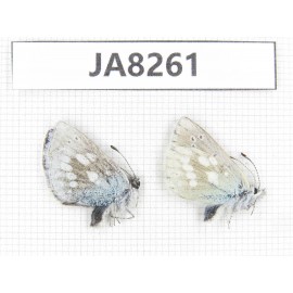 Albulina orbitula. China, Sichuan, Ganzi, Litang county, Mt.Haizishan. 2M. JA8261.