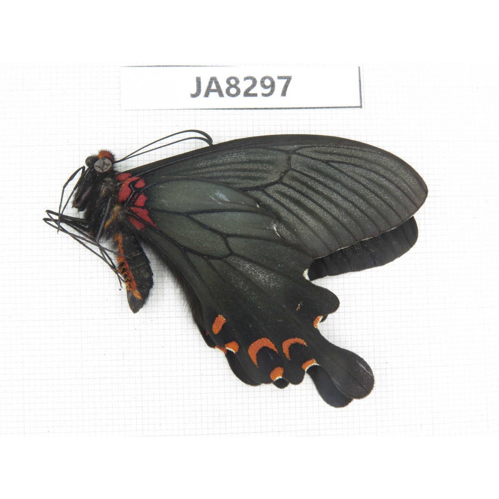 Papilio boots ssp. China,  W of Sichuan, Ganzi area, Mt.Gonggashan.1M. JA8297.