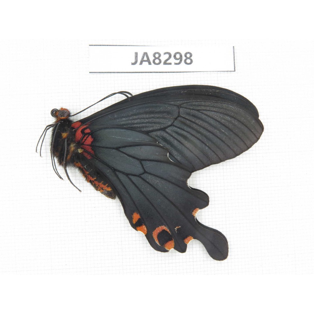 Papilio boots ssp. China,  W of Sichuan, Ganzi area, Mt.Gonggashan.1M. JA8298.
