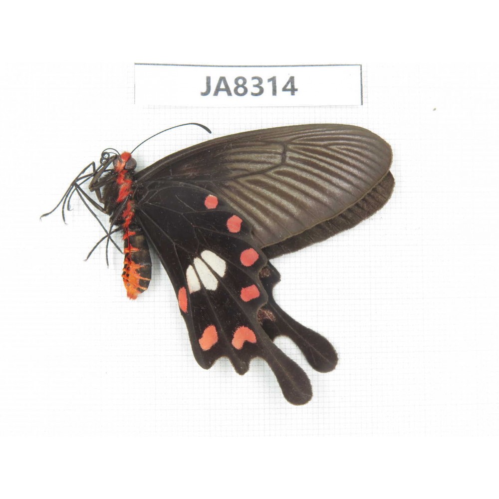 Pachliopta aristolochiae ssp. China, Sichuan, Yajiang county.1M. JA8314.