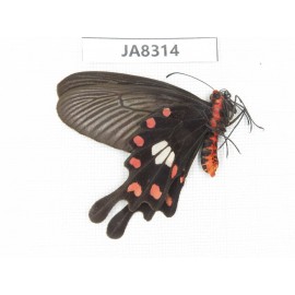 Pachliopta aristolochiae ssp. China, Sichuan, Yajiang county.1M. JA8314.