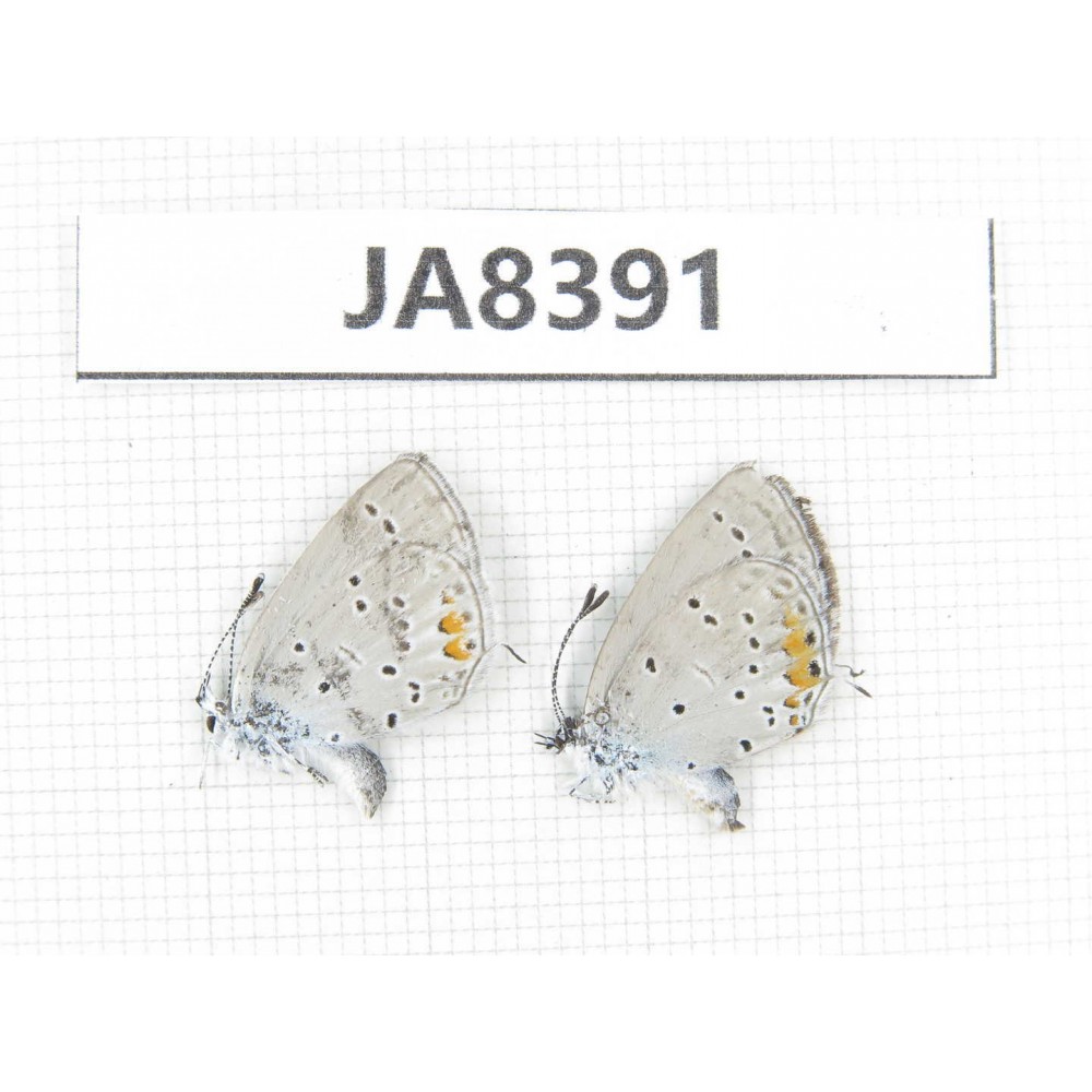 Everes lacturnus. China, Tibet, Qamdo area, Gongjue county. 2M. JA8391.
