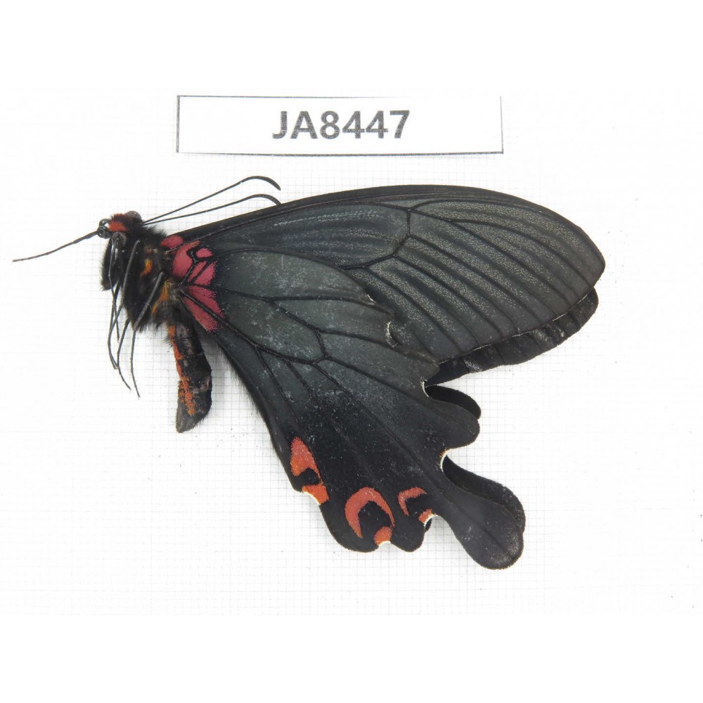 Papilio boots ssp. China,  W of Sichuan, Ganzi area, Mt.Gonggashan.1M. JA8447.