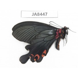 Papilio boots ssp. China,  W of Sichuan, Ganzi area, Mt.Gonggashan.1M. JA8447.