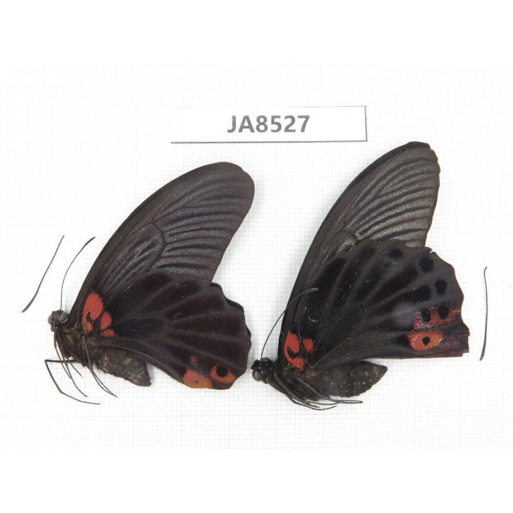 Papilio memnon ssp. China,  W of Sichuan, Yajiang county. 2M. JA8527.