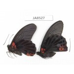 Papilio memnon ssp. China,  W of Sichuan, Yajiang county. 2M. JA8527.