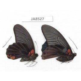 Papilio memnon ssp. China,  W of Sichuan, Yajiang county. 2M. JA8527.