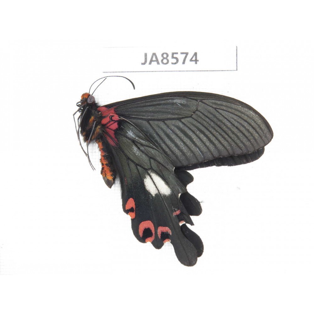 Papilio boots ssp. China,  W of Sichuan, Ganzi, S slope of Mt.Gonggashan. 1M. JA8574.