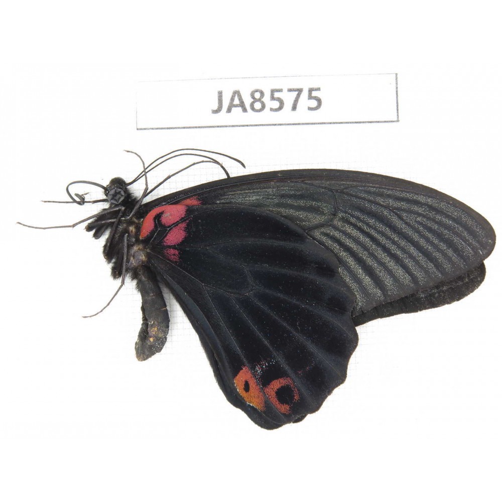 Papilio memnon ssp. China,  W of Sichuan, Ganzi, S slope of Mt.Gonggashan. 1M. JA8575.