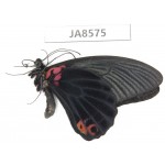Papilio memnon ssp. China,  W of Sichuan, Ganzi, S slope of Mt.Gonggashan. 1M. JA8575.
