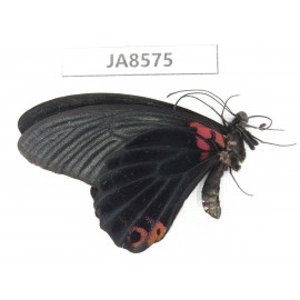 Papilio memnon ssp. China,  W of Sichuan, Ganzi, S slope of Mt.Gonggashan. 1M. JA8575.