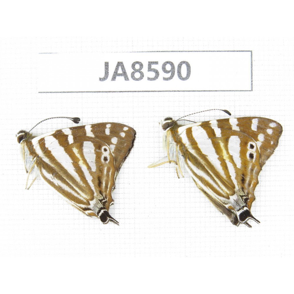 Dodona eugenes. China, Sichuan, Ganzi, S slope of Mt.Gonggashan. 2M. JA8590.