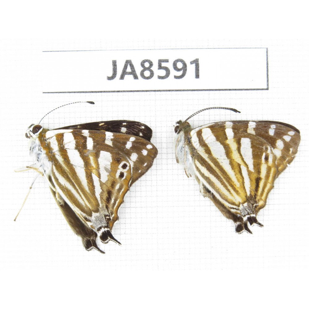 Dodona eugenes. China, Sichuan, Ganzi, S slope of Mt.Gonggashan. 2M. JA8591.