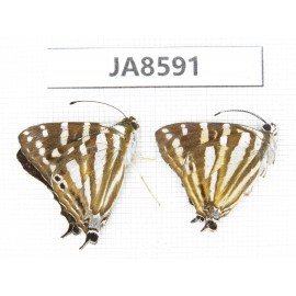 Dodona eugenes. China, Sichuan, Ganzi, S slope of Mt.Gonggashan. 2M. JA8591.