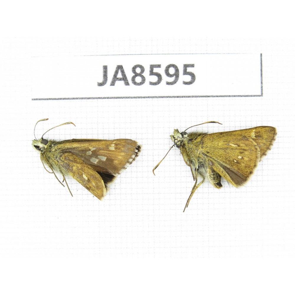 Thoressa sp. China,  Sichuan, Ganzi, Mt.Gonggashan. 2M. JA8595.