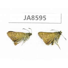 Thoressa sp. China,  Sichuan, Ganzi, Mt.Gonggashan. 2M. JA8595.