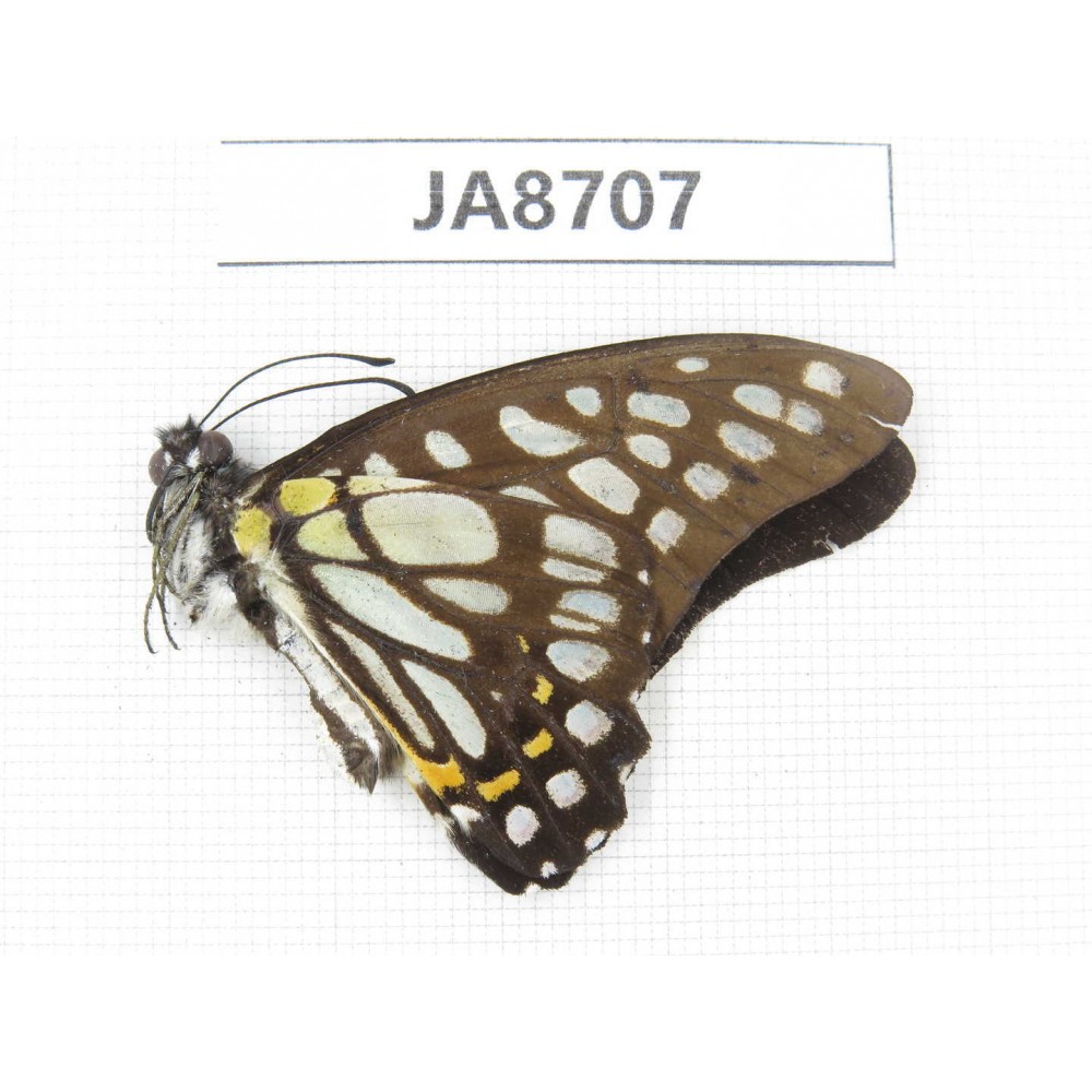 Graphium chironides ssp. China, Sichuan, Ganzi, S slope of Mt.Gonggashan. 1M. JA8707.