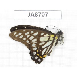 Graphium chironides ssp. China, Sichuan, Ganzi, S slope of Mt.Gonggashan. 1M. JA8707.