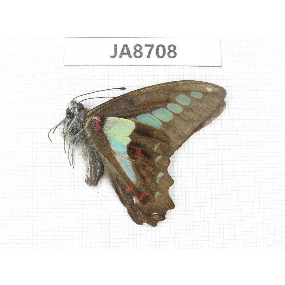 Graphium sarpedon ssp. China, Sichuan, Ganzi, S slope of Mt.Gonggashan. 1M. JA8708.