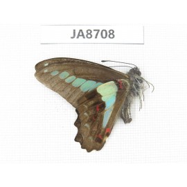 Graphium sarpedon ssp. China, Sichuan, Ganzi, S slope of Mt.Gonggashan. 1M. JA8708.
