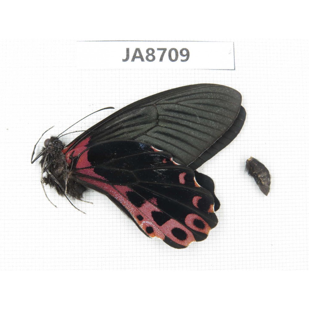 Papilio alcmenor ssp. China,  W of Sichuan, Ganzi, S slope of Mt.Gonggashan. 1M. JA8709.