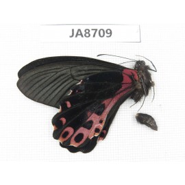 Papilio alcmenor ssp. China,  W of Sichuan, Ganzi, S slope of Mt.Gonggashan. 1M. JA8709.