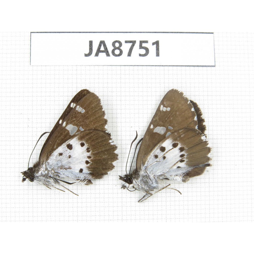 Daimio tethys. China,  Sichuan, Ganzi, Mt.Gonggashan. 2M. JA8751.
