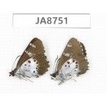 Daimio tethys. China,  Sichuan, Ganzi, Mt.Gonggashan. 2M. JA8751.