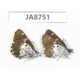 Daimio tethys. China,  Sichuan, Ganzi, Mt.Gonggashan. 2M. JA8751.