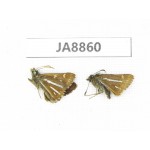 Thoressa bivitta. China, Yunnan, Xiangerila, S of Weixi county. 2M. JA8860.