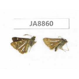 Thoressa bivitta. China, Yunnan, Xiangerila, S of Weixi county. 2M. JA8860.