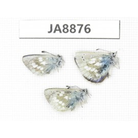 Albulina orbitula. China, Qinghai, Xunhua county, Mt.Dalijiashan. 3M. JA8876.