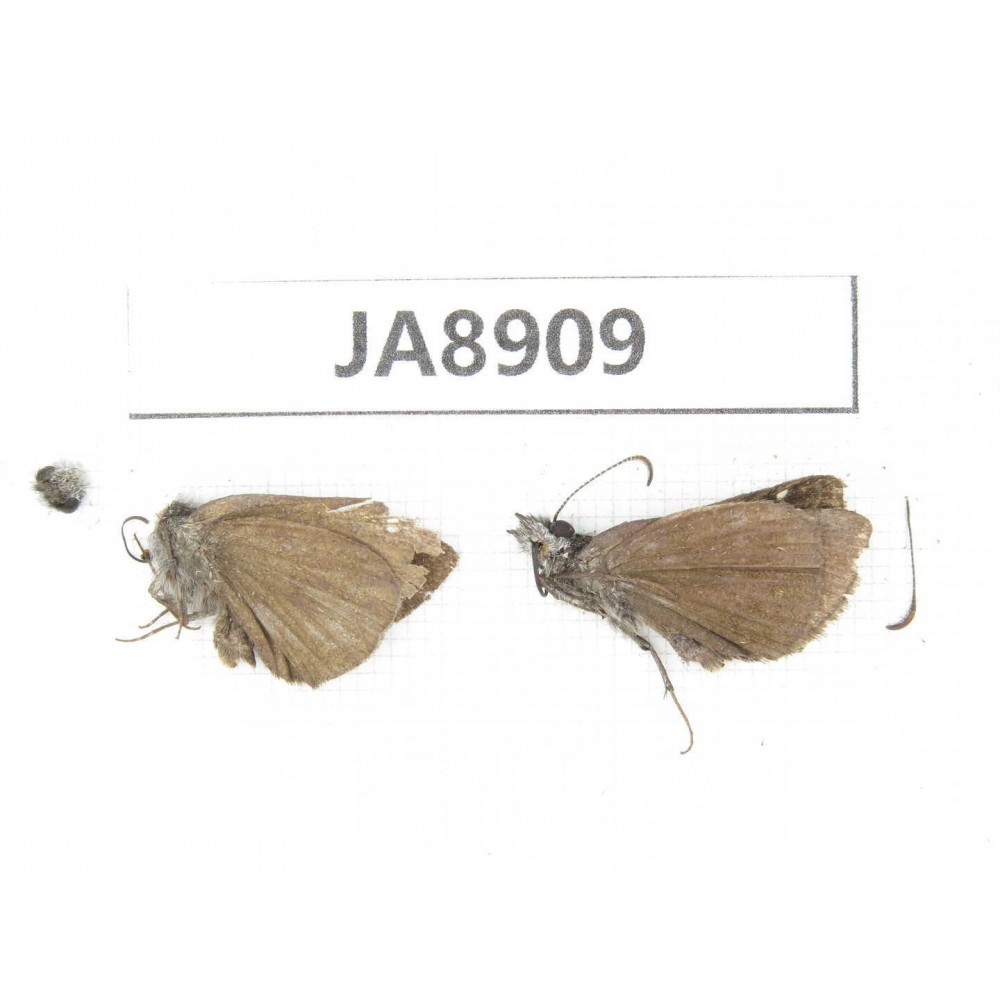 Erynnis pelias. China,  Tibet, Qamdo, Gongjue county. 2M. JA8909.