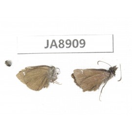 Erynnis pelias. China,  Tibet, Qamdo, Gongjue county. 2M. JA8909.