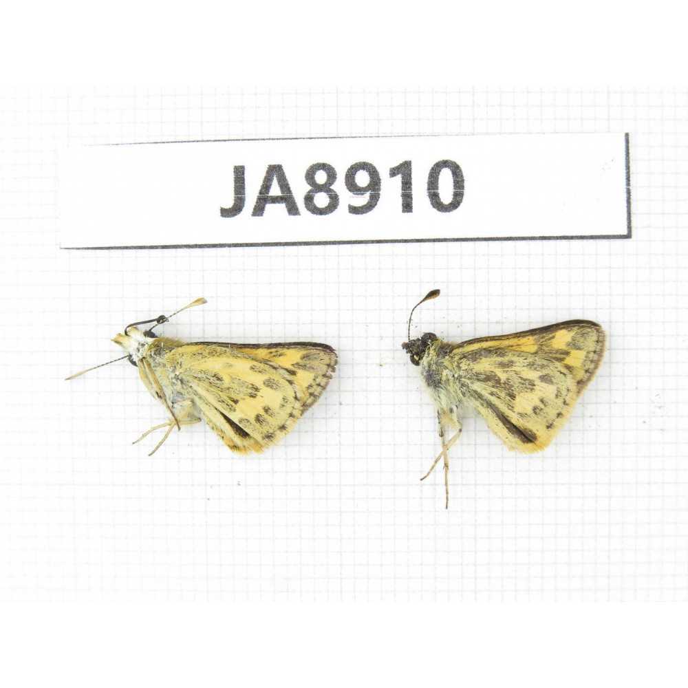 Potanthus sp. China,  Tibet, Qamdo, Gongjue county. 2M. JA8910.