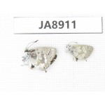Albulina sp. China, Tibet, Qamdo, Gongjue county. 2M. JA8911.