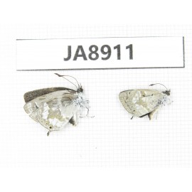 Albulina sp. China, Tibet, Qamdo, Gongjue county. 2M. JA8911.
