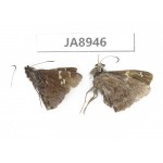 Lobocla simplex. China, Sichuan, Ganzi, Batang county. 2M. JA8946.