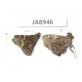 Lobocla simplex. China, Sichuan, Ganzi, Batang county. 2M. JA8946.