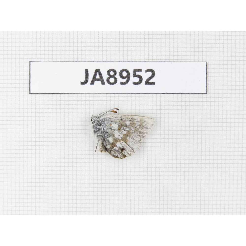 Agriades orbona. China, W Sichuan, Ganzi, Litang county, Mt.Haizishan. 1M. JA8952.