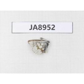 Agriades orbona. China, W Sichuan, Ganzi, Litang county, Mt.Haizishan. 1M. JA8952.