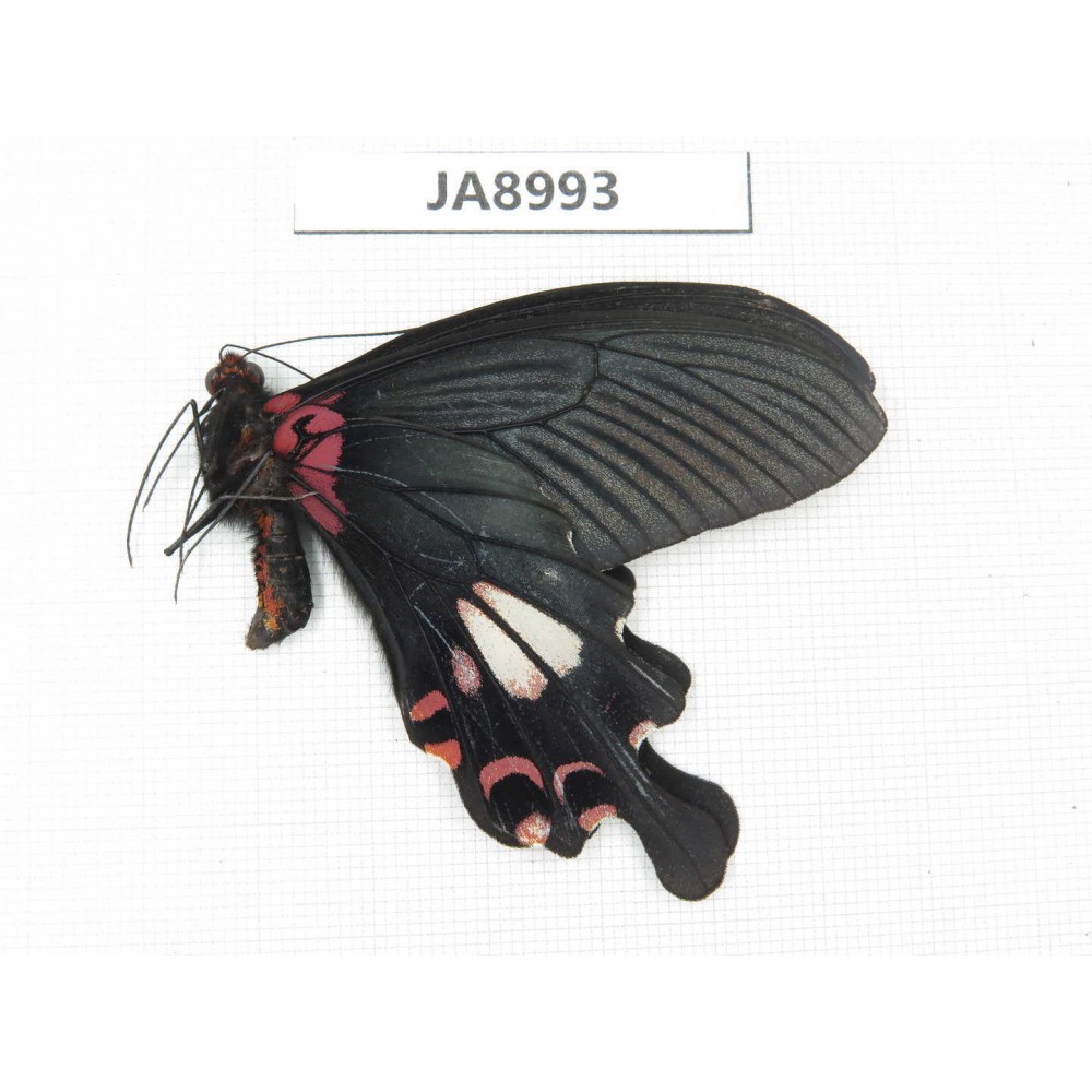 Papilio boots ssp. China,  W of Sichuan, Ganzi, Mt.Gonggashan.1M. JA8993.