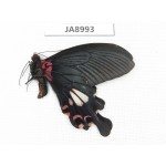 Papilio boots ssp. China,  W of Sichuan, Ganzi, Mt.Gonggashan.1M. JA8993.