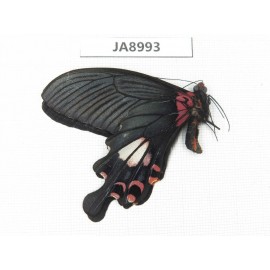 Papilio boots ssp. China,  W of Sichuan, Ganzi, Mt.Gonggashan.1M. JA8993.