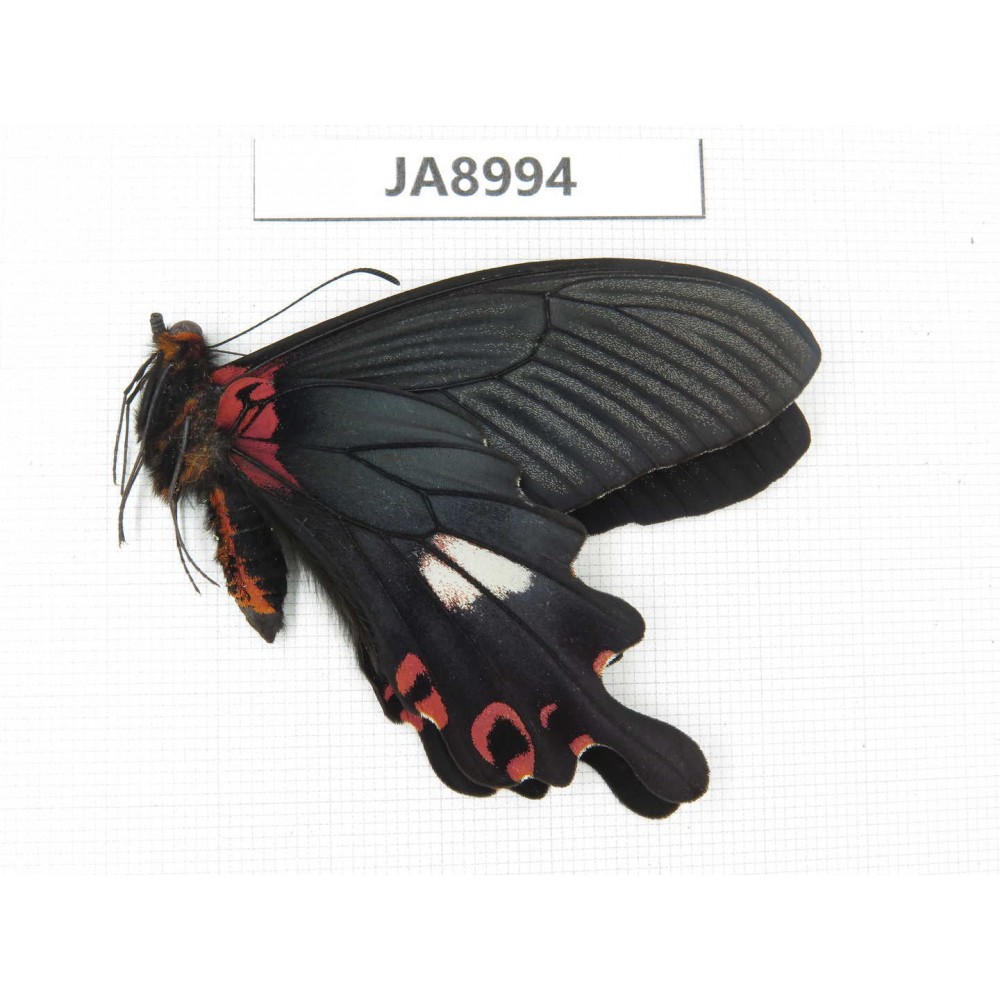 Papilio boots ssp. China,  W of Sichuan, Ganzi, Mt.Gonggashan. 1M. JA8994.
