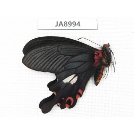 Papilio boots ssp. China,  W of Sichuan, Ganzi, Mt.Gonggashan. 1M. JA8994.