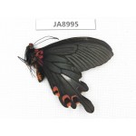 Papilio boots ssp. China,  W of Sichuan, Ganzi, Mt.Gonggashan. 1M. JA8995.